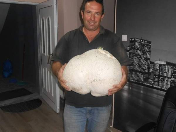 Γρεβενά: Γευστικότατο μανιτάρι γίγας βρέθηκε από συλλέκτη - Διαβάστε πόσα κιλά ζυγίζει