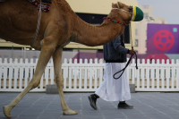 Φόβοι για τον θανατηφόρο «ιό της καμήλας» λόγω Μουντιάλ - Τα 5 συμπτώματα