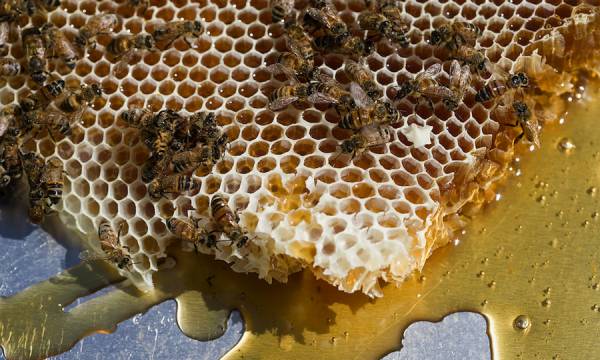Περίπου ένα εκατ. ευρώ το ύψος της επιχορήγησης για τα Κέντρα Μελισσοκομίας