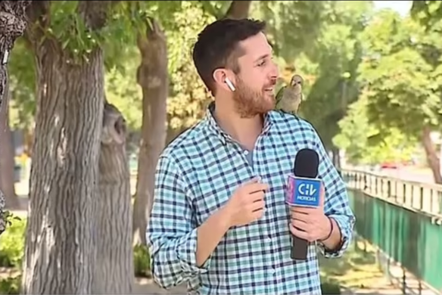 Χιλή: Παπαγαλάκι έκλεψε ακουστικό δημοσιογράφου on air (βίντεο)