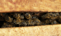 ΗΠΑ: Πήγαν να της κάνουν έξωση και τους επιτέθηκε με... μέλισσες