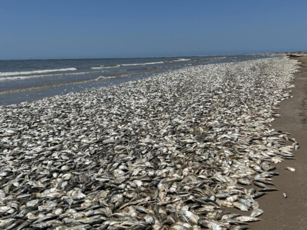 Χιλιάδες νεκρά ψάρια στον κόλπο του Τέξας – Το φαινόμενο της υποξίας λόγω της κλιματικής αλλαγής