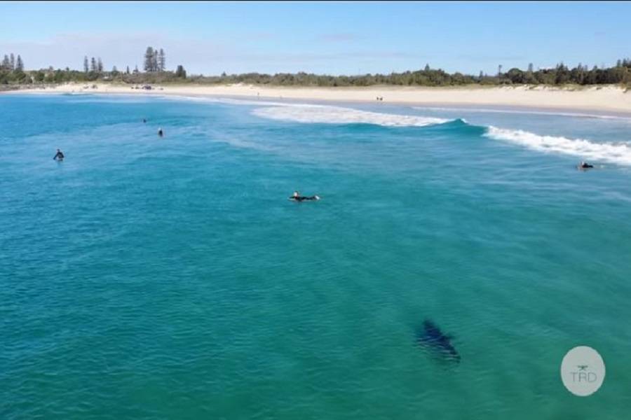 Λευκός καρχαρίας εμφανίζεται σε παραλία γεμάτη σέρφερς