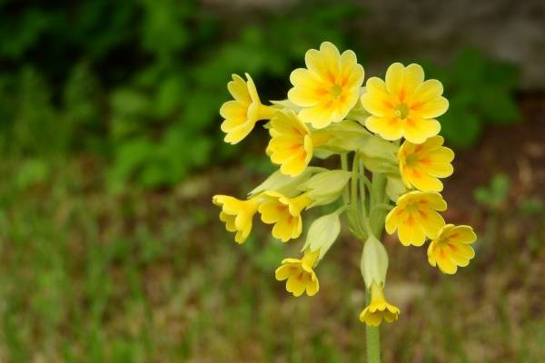 Λουλούδι του Δαρβίνου: Το θεραπευτικό βότανο παίρνει το δρόμο της καλλιέργειας