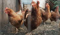 Γρίπη των πτηνών: Θανατηφόρο στέλεχος στην Ολλανδία - Στο σφαγείο άλλα 300.000 πουλερικά