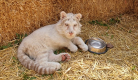 Λευκό τιγράκι στο Αττικό Πάρκο: Και το όνομα αυτής Χασίγια