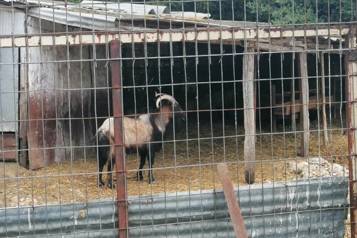 Ανατροπή στην υπόθεση θανάτου της κτηνοτρόφου στην Καβάλα: Μπορεί να τη σκότωσε το κριάρι της