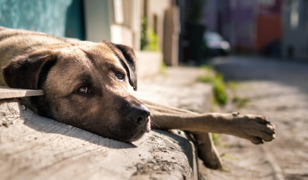 Κτηνωδία στον Βόλο: Έδεσε σκυλιά με αλυσίδα και τα έσερνε στον δρόμο με το φορτηγό του