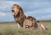 Νότια Αφρική: Η κυβέρνηση θα απαγορεύσει την εκτροφή λιονταριών σε αιχμαλωσία