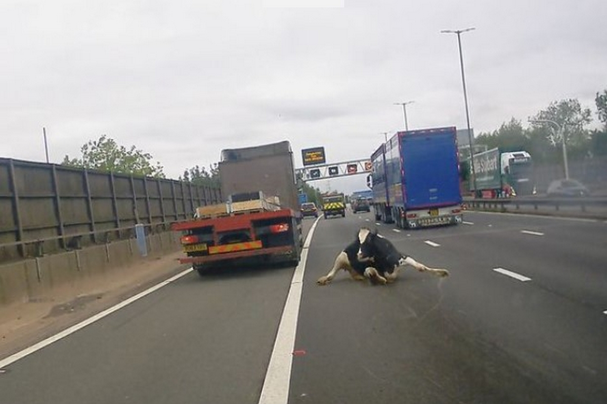 Βρετανία: Αγελάδα πέφτει από φορτηγό σε αυτοκινητόδρομο (Βίντεο)