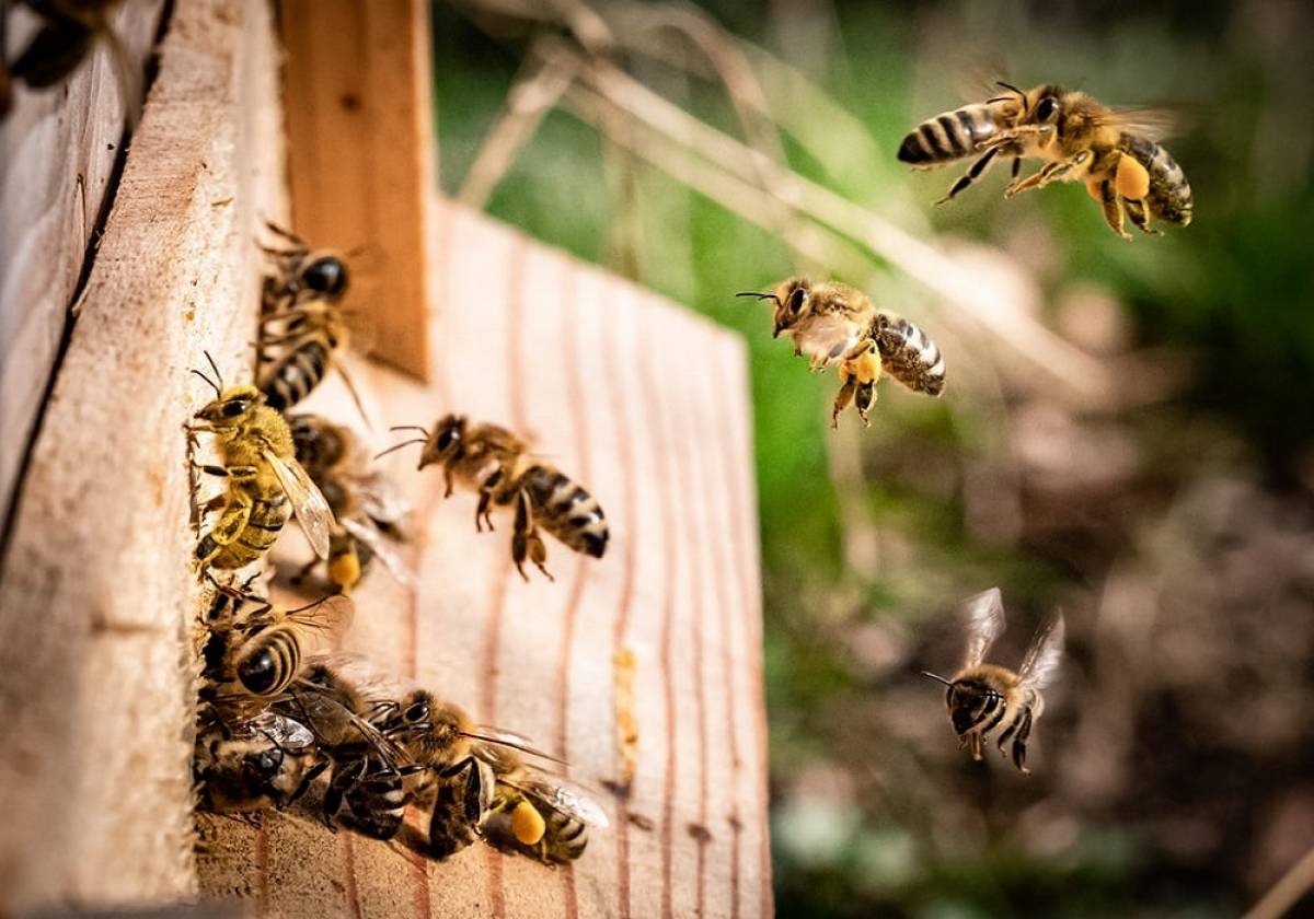 Ζάκυνθος: Έπαθε αλλεργικό σοκ από τσιμπήματα μέλισσών και έπεσε νεκρός