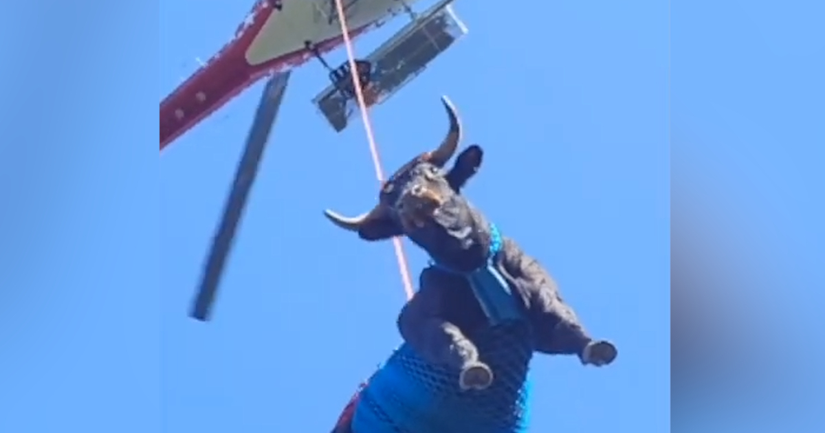 Ελβετία: Έκαναν αεροδιακομιδή σε αγελάδα που έσπασε το πόδι της (Βίντεο)