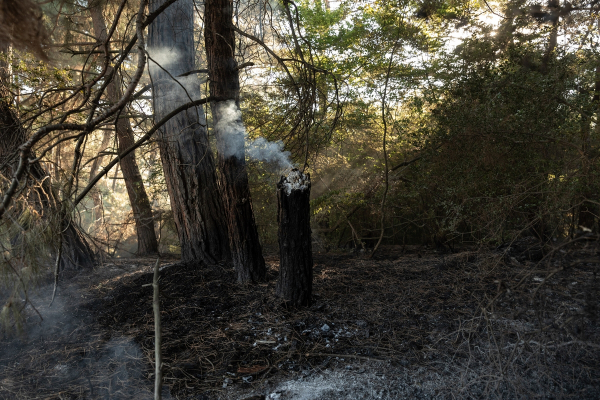 Η φωτιά στη Δαδιά και οι αντιδράσεις έσωσαν τη Natura