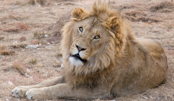 Νότια Αφρική: Πούμα και λιοντάρια μολύνθηκαν από κορονοϊό