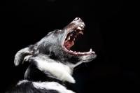 Άγρια επίθεση τσοπανόσκυλων σε Γερμανούς τουρίστες στην Καλαμπάκα