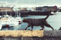 Ισπανία: Γάτα βρέθηκε θετική στον κορονοϊό