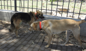 Αλμυρός Βόλου: Άγνωστοι δηλητηρίασαν με φόλες τέσσερα σκυλιά