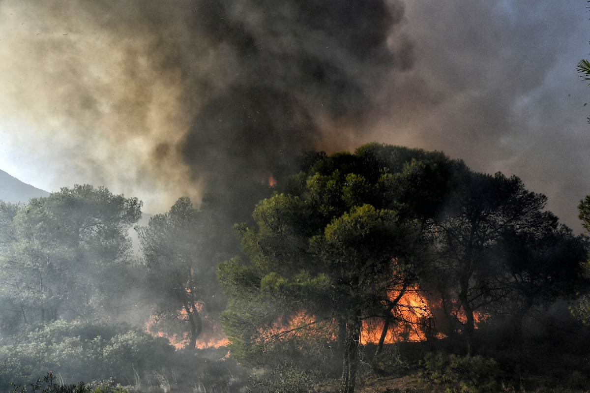 Φωτιά στα Δερβενοχώρια: Ήχησε το «112» - Εκτός ελέγχου το πύρινο μέτωπο στο πευκοδάσος του Κιθαιρώνα
