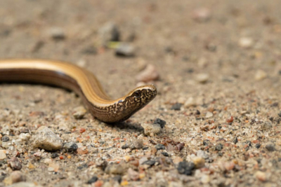 Κοζάνη: Βρήκαν φίδι πίσω από τον καναπέ (Βίντεο)