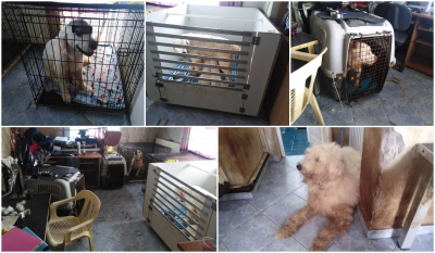 Θλιβερές εικόνες από το διαμέρισμα στη Θεσσαλονίκη με τα 16 σκυλιά σε κλουβιά