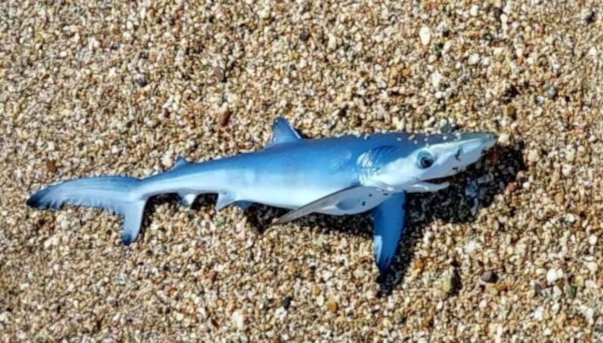 Έβρος: Γαλάζιος καρχαρίας βγήκε στα ρηχά παραλίας