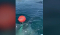 Νορβηγία: Επιχείρηση διάσωσης εγκλωβισμένης φάλαινας (Βίντεο)