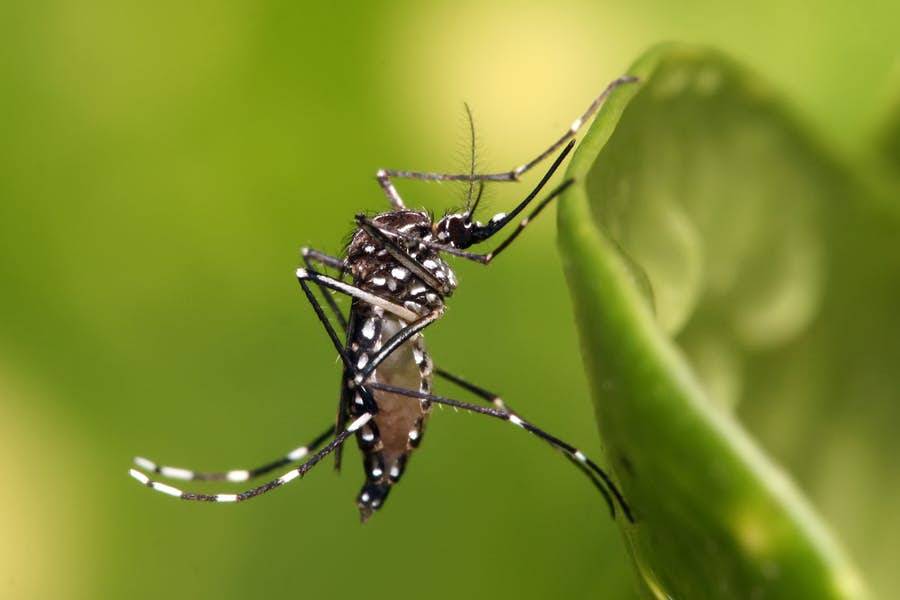 Ιός Δυτικού Νείλου: Σε ποιες περιοχές εντοπίζονται μολυσμένα κουνούπια