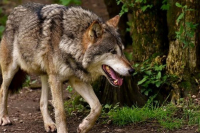 Δίστομο: Λύκος βολτάρει ανάμεσα σε σπίτια - Βίντεο από περαστικό