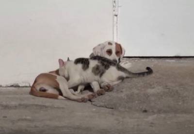 Το βίντεο του Reuters από την Ελλάδα: Σκυλίτσα θηλάζει... γάτες