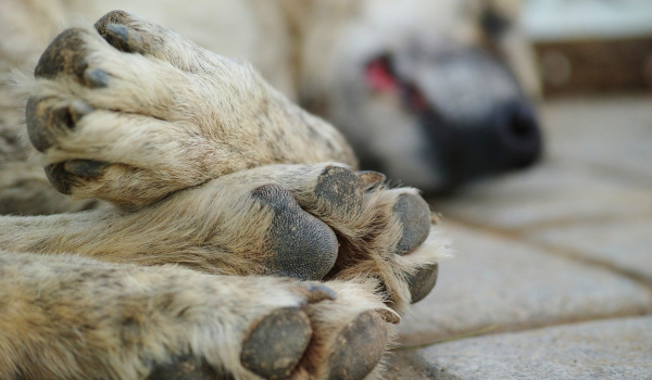 Κτηνωδία στον Τύρναβο: Πυροβόλησε εξ επαφής αδέσποτο σκύλο