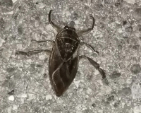 Λιθόκερος: Το δηλητηριώδες έντομο με το επώδυνο δάγκωμα εμφανίστηκε στην Ξάνθη