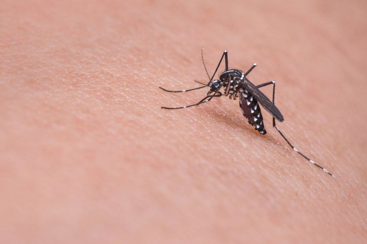 Γιατί στην Κρήτη εμφανίστηκαν κουνούπια ακόμα και τον Ιανουάριο - Ανησυχία για το κουνούπι «Τίγρης»
