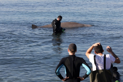 Φάλαινα Ζιφιός: Τα αίτια του θανάτου της - Τι έδειξε η νεκροψία