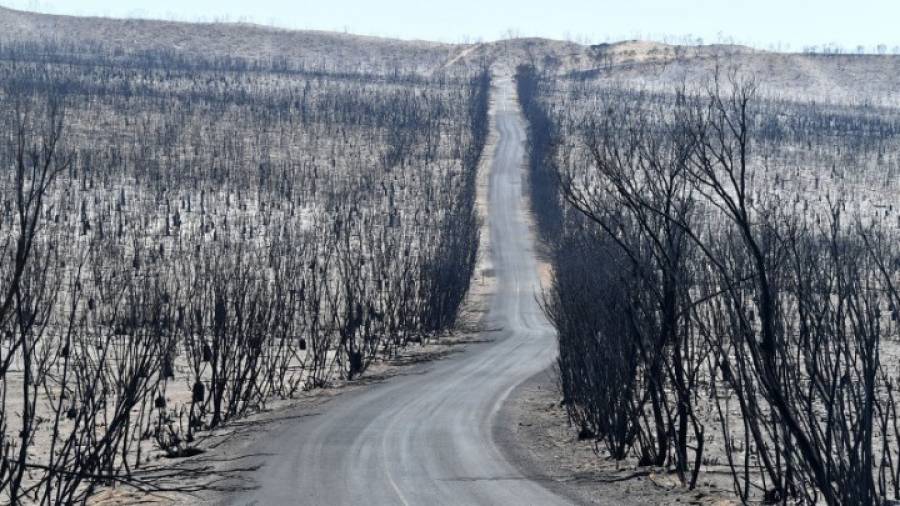 Αυστραλία: Οι πυρκαγιές «χτύπησαν» περισσότερο τα απειλούμενα είδη