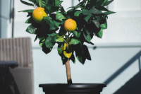 Φρέσκα λεμόνια από... το μπαλκόνι σας - Πώς θα φυτέψετε τη δική σας λεμονιά