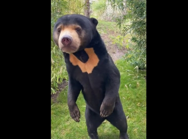 «Έχουμε κι εμείς αρκούδα που στέκεται στα δύο πόδια» - Νέο viral βίντεο από την Αγγλία