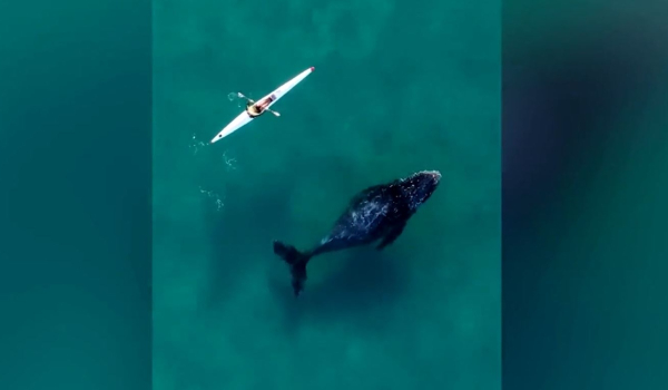 Drone «έπιασε» φάλαινα να κολυμπά δίπλα σε κανό - Πώς αντέδρασε ο κωπηλάτης