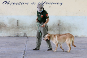 Ταϊλάνδη: Σκύλοι θα εντοπίζουν κρούσματα κορονοϊού από τον ιδρώτα