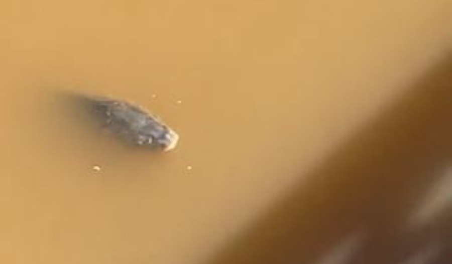 Απίστευτες εικόνες στη Λάρισα: Ψάρια κολυμπούν στα λασπόνερα (Βίντεο)