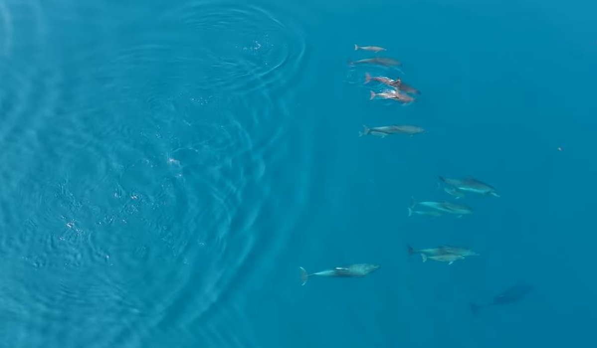 Εικόνες από παραμύθι στον Θεολόγο: Επέστρεψε κοπάδι από δελφίνια - Πλάνα drone