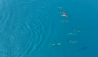Εικόνες από παραμύθι στον Θεολόγο: Επέστρεψε κοπάδι από δελφίνια - Πλάνα drone