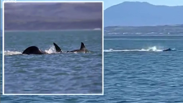 Μάχη θηρίων: Φάλαινα όρκα σκοτώνει για πρώτη φορά μόνη της έναν μεγάλο λευκό καρχαρία (Βίντεο)