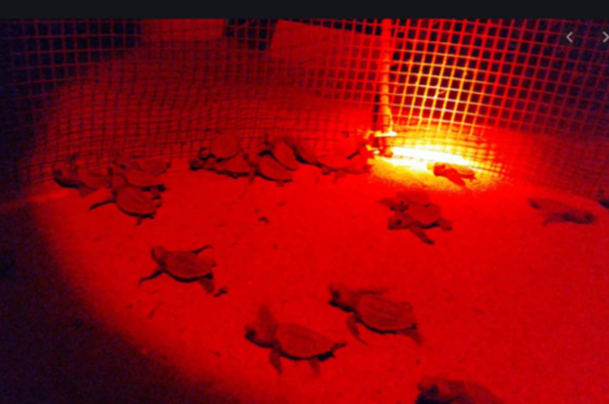 Δεκάδες νεογέννητες χελώνες Καρέτα Καρέτα πλημμυρίζουν ιταλική παραλία
