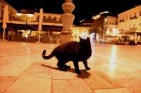 Σοκ στην Πάτρα: Άγνωστοι έσφαξαν οκτώ γάτες