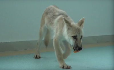 Κίνα: Κλωνοποιήθηκε ο πρώτος πολικός λύκος και είναι καλά στην υγεία του