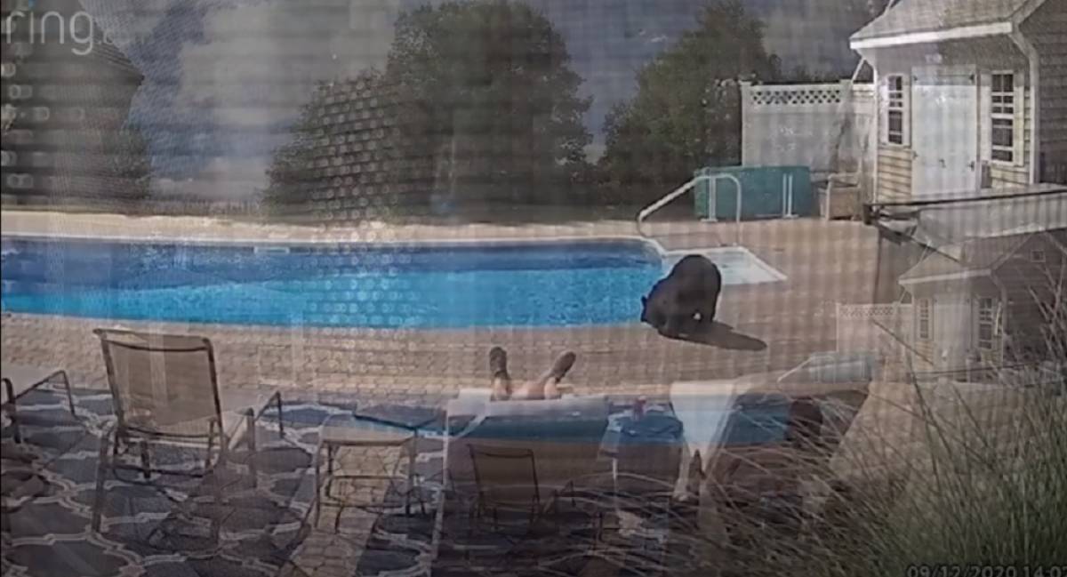Αρκούδα ξεδιψάει σε πισίνα ενώ ο ιδιοκτήτης κοιμάται