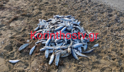 Κόρινθος: Παραλία γέμισε νεκρά ψάρια (Βίντεο)