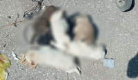Φρίκη στα Τρίκαλα: Έπνιξαν 6 κουτάβια και τα πέταξαν στα σκουπίδια