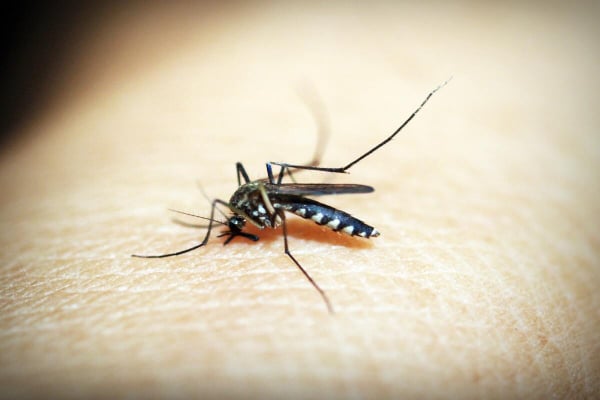 Αυτό είναι το ανθεκτικό κουνούπι που ανησυχεί τους επιστήμονες