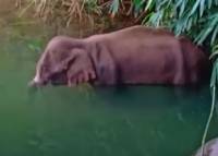 Ινδία: Σάλος για τον θάνατο εγκύου ελεφαντίνας από παγιδευμένο φρούτο